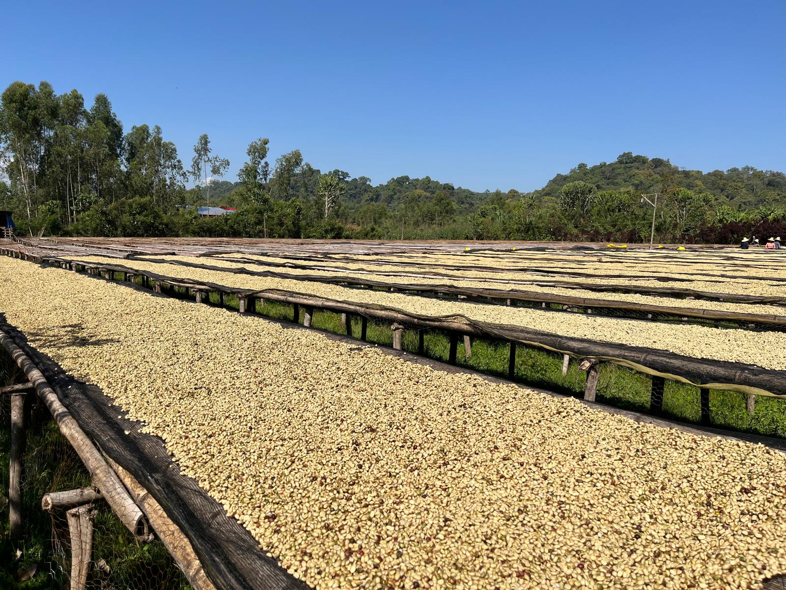 Tri du café sur les lits de séchage en Éthiopie